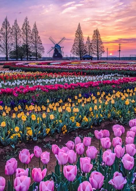 Amsterdam Tulips, Tulip Field, Tulips Garden, Travel Inspiration Destinations, Tulip Fields, Nothing But Flowers, Pretty Landscapes, Beautiful Nature Pictures, Flower Field