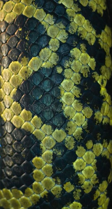 Snake skin - black and green. Close up part of snake skin - black and green colo , #AFF, #black, #green, #Snake, #skin, #snake #ad How To Paint Snake Skin, Snake Skin Drawing, Snake Inspired Fashion, Simulated Texture, Snake Fabric, Snake Skin Texture, Snake Texture, Astrology Tattoo, Skin Paint