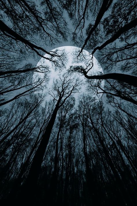 Surreal photo of a forest of dead trees rising into the sky, and a huge full moon above. Werewolf Book Covers, Summer Reading Aesthetic, Why Choose Romance, Shifter Romance Books, Dark Romance Aesthetic, Scary Horror Stories, Fantasy Romance Book, Werewolf Books, Werewolf Stories