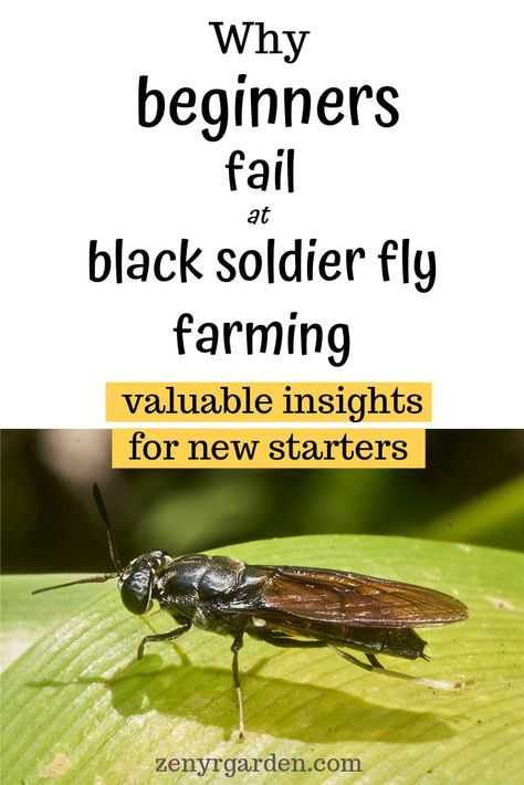 Helpful insights for new beginners. Reasons why most beginners fail when starting a black soldier fly farming. Raising Black Soldier Flies, Soldier Fly Farming, Black Soldier Fly Farms, Black Soldier Fly Farming, Landscaping Farm, Worm House, Farm Landscaping, Permaculture Farm, Farm Tips