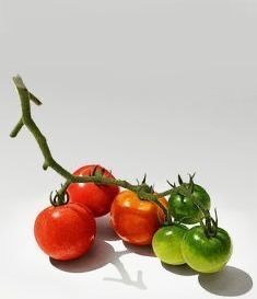 Fruit Still Life Photography Simple, Fruit And Vegetable Still Life Photography, Still Life Reference Photos Flowers, Tomato Still Life Photography, Fruit Reference Photos For Artists, Tomato Reference, Stilllife References, Fruit Stillife, Fruit Pictures Photography