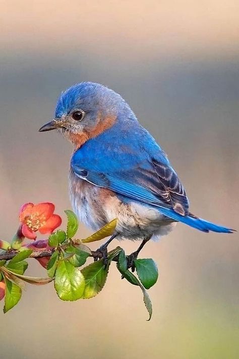 Birds Pet, Birds Cute, Eastern Bluebird, Birds Nature, Pet Cats, Beautiful Bird, Backyard Birds, Bird Pictures, Bird Drawings