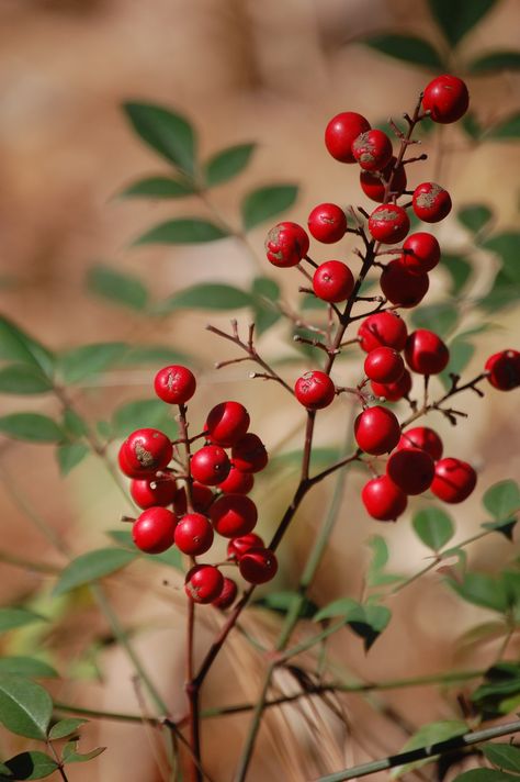 Wild Berries Aesthetic, Red Berries Aesthetic, Red Elderberry, Berries Photography, Forest Berries, Fall Berries, Cherry Branch, Autumn Berries, Berry Branch