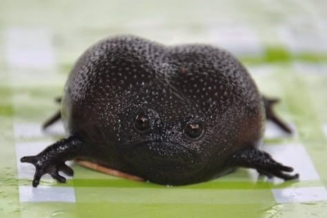 This Is The Black Rain Frog And It Sounds Like A Squeaky Toy Different Types Of Frogs, Types Of Frogs, Rain Frog, Black Frog, Frog Pictures, Black Rain, Unusual Animals, Rare Animals, Frog And Toad