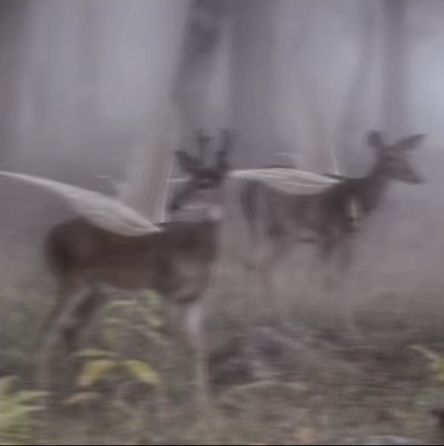 Trees, Deer, In The Woods