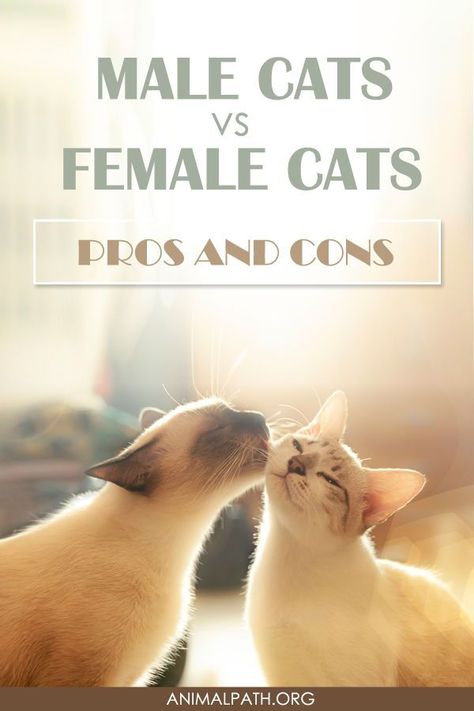 Male Vs Female, Animal Aesthetic, Cat Ownership, Cat Personalities, Cat Ages, Cat Info, Boy Cat, Kitten Care, Owning A Cat