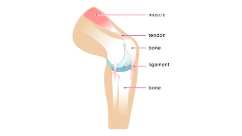 Ligament vs. Tendon: What’s the Difference? Jacqueline Smith, Big Gand, Nepal Culture, Mast Cell Activation Syndrome, Ligaments And Tendons, Sports Therapy, Collagen Fibers, Moral Stories For Kids, Cells Activity