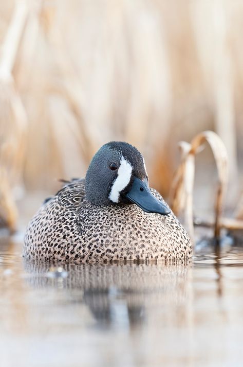 Blue-winged Teal, Anas discors, male, McPherson County, South Dakota | David Stimac Photography Redhead Duck, Waterfowl Art, Duck Photography, Duck Stamp, Blue Winged Teal, Bird Carving, Blue Wings, Duck Hunting, Swans