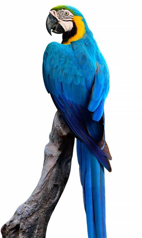 Blue and Gold Macaw at The Animal Store Blue Parrot Painting, Blue And Gold Macaw Drawing, Blue And Gold Macaw Tattoo, Blue Macaw Painting, Blue Parrot Drawing, Blue Macaw Drawing, Blue Macaws, Blue Macaw Parrot, Blue And Yellow Macaw