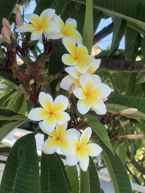 Polynesian Flowers, Plants Pictures, Hawaii Flowers, Plumeria Flowers, Nothing But Flowers, Pretty Landscapes, Flowers Beautiful, Flower Therapy, Flowers Bloom