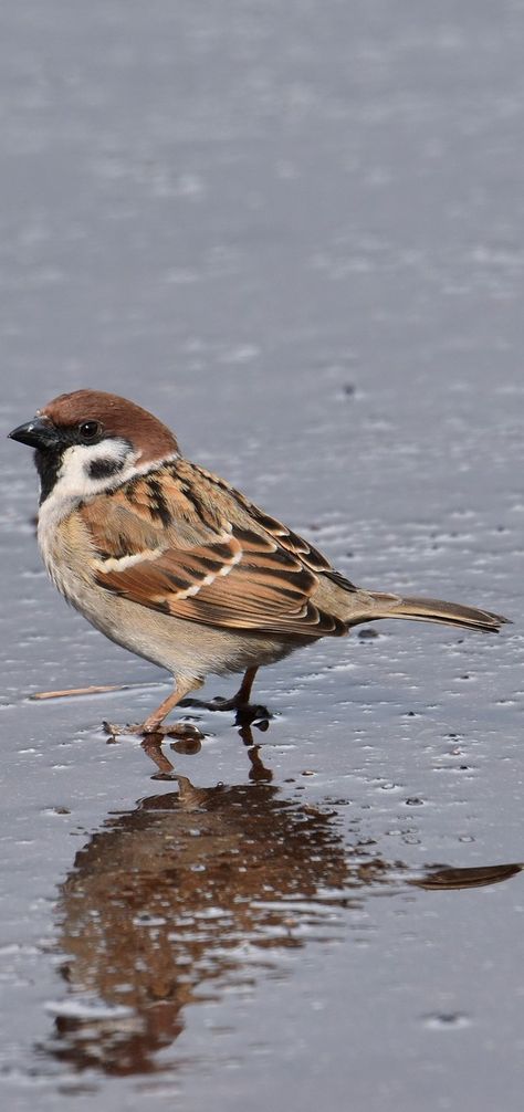 Mus Sparrows, Sparrow Art, Finches Bird, Bird Sketch, Sparrow Bird, Nature Birds, Bird Pictures, Bird Drawings, Pretty Birds