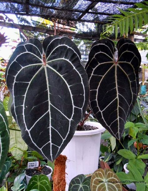 Anthurium Red Crystallinum, Anthurium Varieties, Green Wishlist, Indoor Plants Names, Anthurium Crystallinum, Anthurium Plant, Alocasia Plant, Plant Wishlist, Plant Goals