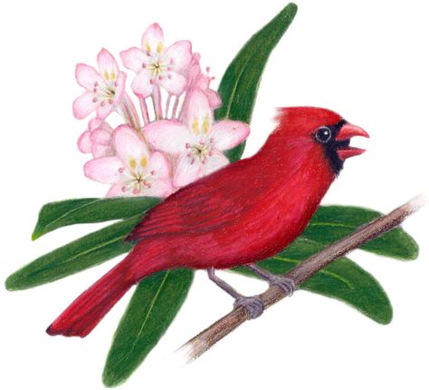 West Virginia State Flower | West Virginia State Bird and Flower: Cardinal / Cardinalis cardinalis ... Rhododendron Maximum, West Virginia State Flower, Virginia State Flower, Quilling Birds, Cardinal Tattoos, Virginia Art, Patriotic Images, Bird And Flower, Virginia State