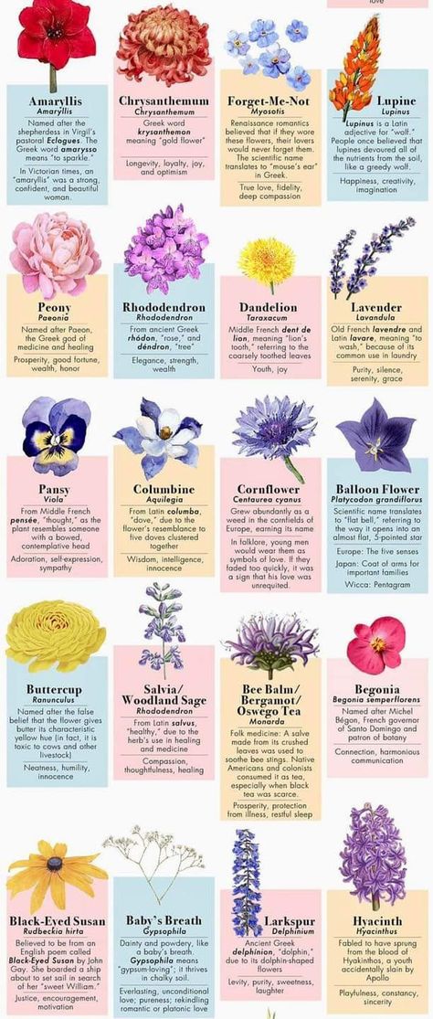 Flower Meanings Chart, Different Kinds Of Flowers, Flower Chart, Different Types Of Flowers, Flower Guide, Flower Meanings, Nothing But Flowers, Flower Therapy, Flower Names