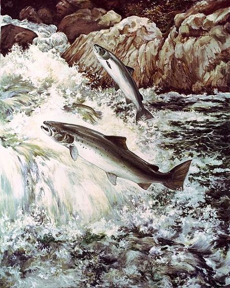 Salmon Swimming, Vertebrates And Invertebrates, Animal Tarot, Salmon River, Salmon Run, Lotus Art, Wild Salmon, Salmon Fish, Salmon Fishing