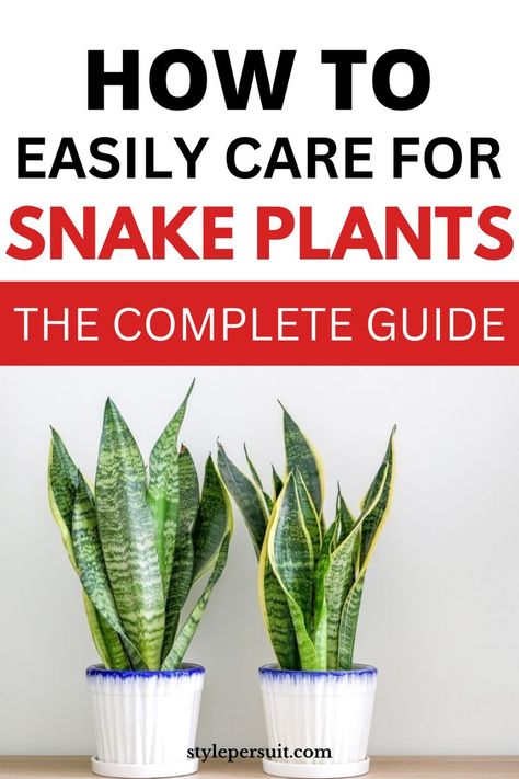 Snake plants (Sansevieria), also known as mother-in-law's tongue, are popular houseplants known for their striking sword-like leaves and ease of care. They are ideal for both novice and experienced gardeners. Chechout a comprehensive guide to ensuring your snake plant thrives. Mother In Law Plant, Snake Plant Varieties, Snake Plant Care, Mother In Law Tongue, Snake Plants, Leafy Plants, Succulent Soil, Plant Problems, Pothos Plant