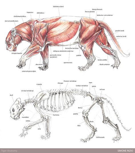 Tiger Anatomy by simonerizio on Newgrounds Tiger Anatomy, Feline Anatomy, University Assignment, Animated Anatomy, Sabertooth Tiger, Tiger Skull, Skeleton Anatomy, Animal Art Projects, Skeleton Drawings