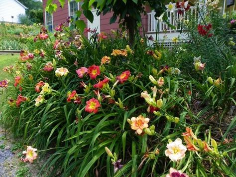 Corner of my driveway at the street end looking up. Roses in terraced block planters with daylilies planted both to the right of the roses and also along ... Landscaping Along Fence, Landscaping Around House, Daylily Garden, Lily Garden, Companion Plants, Day Lilies, Cottage Garden Plants, Country Landscaping, Front House Landscaping