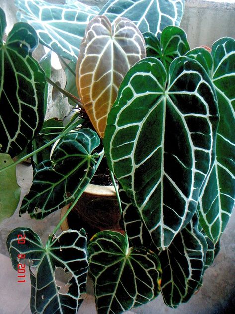 Anthurium Crystallinum, Anthurium Clarinervium, Anthurium Plant, Amazing Plants, Plant Goals, Merritt Island, Starter Plants, Perfect Plants, Foliage Plants