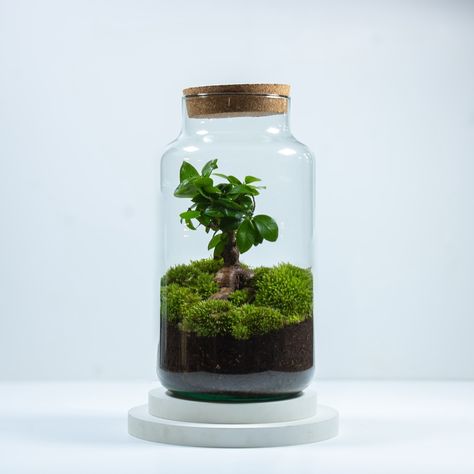 The XL Ficus Terrarium is now back in stock! Ready-assembled and shipped across the UK. Get yours before they’re gone. Ginseng Ficus, Closed Terrarium, Ficus Ginseng, Diy Terrarium Kit, Terrarium Supplies, Diy Terrarium, Terrariums Kits, Moss Art, Terrarium Diy