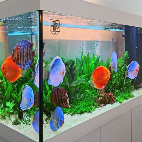 Discus Tank, Discus Aquarium, Aquarium Set, Tropical Fish Tanks, Nano Aquarium, Discus Fish, Undersea World, Nature Aquarium, Aquarium Design