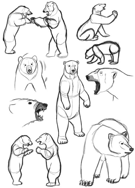 Polar Bears Bear Sketches, Grizzly Bear Drawing, Sketches Cartoon, Polar Bear Drawing, Bear Sketch, Bear Drawing, Animal Study, Drawing Pattern, Bear Illustration