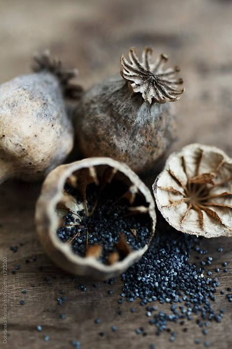 Seed Photography, Poppy Head, Seed Heads Photography, Seeds Photography, Seeds Art, Poppy Seed Heads, Poppy Seed, Poppy Seed Pods, Seed Art