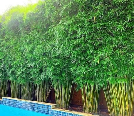 Clumping Bamboo Landscaping, Bamboo Hedge, Bamboo Screen, Bamboo Landscape, Pool Plants, Growing Bamboo, Bamboo Trees, Bamboo Privacy, Screen Plants