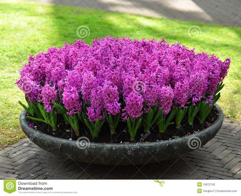 Hyacinth Purple, Front Yard Garden Design, Container Gardening Flowers, Garden Bulbs, Have Inspiration, Garden Containers, Garden Yard Ideas, Container Flowers, Bulb Flowers