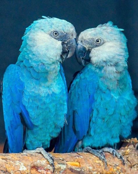 Spix Macaw, Film Rio, Blue Macaw, Shark Art, American Animals, Macaw Parrot, Baby Animals Pictures, Rare Animals, Blue Birds