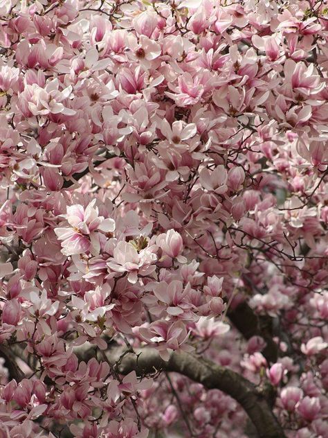 Magnolia Tree Landscaping, Japanese Magnolia Tree, Chinese Magnolia, Saucer Magnolia Tree, Saucer Magnolia, Magnolia Soulangeana, New York Botanical Garden, Magnolia Trees, Love Garden