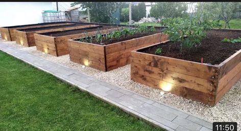 Backyard Raised Garden Beds, Backyard Raised Garden, Backyard Garden Beds, Building Raised Garden Beds, Building A Raised Garden, Diy Raised Garden, Plants Growing, Backyard Vegetable Gardens, Raised Garden Beds Diy