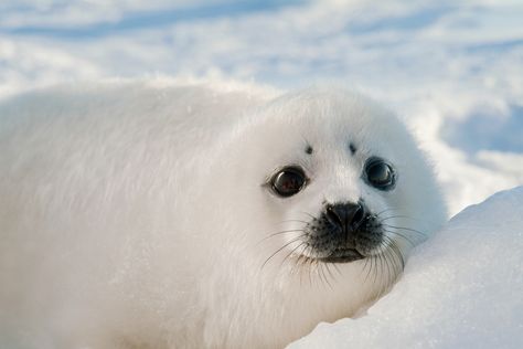 Harp seal pup in the winter snow – The name “harp seal” comes from the large harp-shaped ring on the seal's back. Harp Seal Pup, Baby Harp Seal, Harp Seal, Cute Seals, Seal Pup, Baby Seal, Silly Animals, Animals Of The World, Cute Little Animals