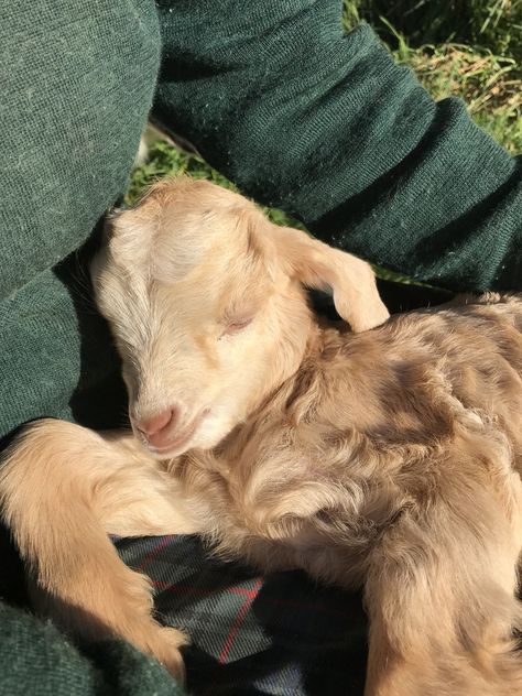 animal, pets, goat, baby goat, kid, cute, 1 week old Baby Goats Aesthetic, Goat Aesthetic, Cottagecore Farm, Mini Goats, Pet Goat, Lauren Asher, Cute Lamb, Baby Goat