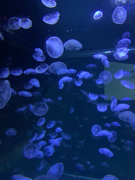 #jellyfish #aquarium Jelly Fish Aquarium Home, Aquarium Aesthetic Jellyfish, Jellyfish Aquarium Aesthetic, System Analyst, Aquarium Jellyfish, Jellyfish Aquarium, Giant Waves, Art Mood Board, Dream Place