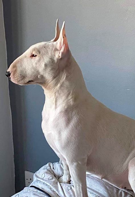 Bull Terrier Side Profile, Cute Bull Terrier, English Bull Terrier Puppy, Bull Terrier Tattoo, Bull Terrier Funny, Terrier Tattoo, British Bull Terrier, Bull Terrier Art, Mini Bull Terriers