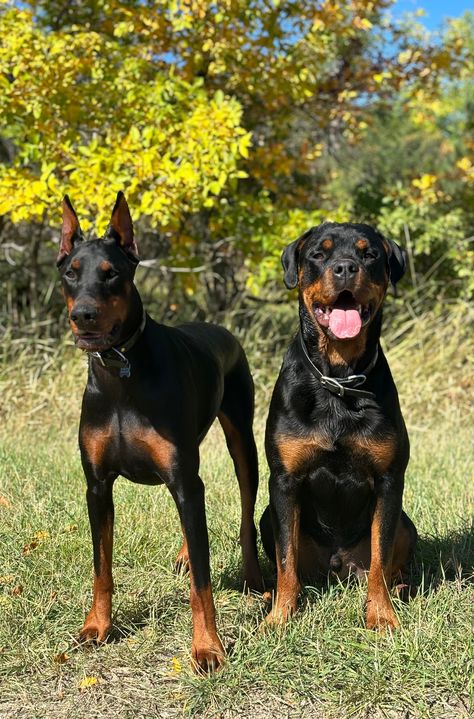 Rotweiler Pup Aesthetic, Rot Wheeler Dog, Rottweiler Doberman Mix Dogs, Rotwiller Dog, Doberman And Rottweiler, Rottweiler And Doberman, Rottweiler Aesthetic, Rott Weiler, Rottweiler Dog Puppy