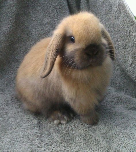 Mini Lop Bunnies, Lop Bunnies, Holland Lop Bunnies, Mini Lop, Holland Lop, Pet Bunny, Bunny Pictures, Baby Bunnies