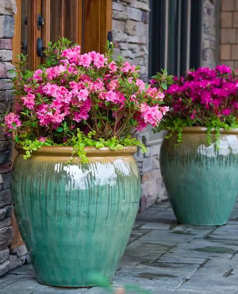 نباتات منزلية, Container Gardening Flowers, Flower Pots Outdoor, Garden Shrubs, Plastic Planters, Outdoor Pots, Garden Containers, Container Flowers, Outdoor Planters