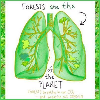 Forests are the lungs of the planet! www.dogwoodalliance.org Afforestation Poster, Earth Awareness, Planet Illustration, Save Planet Earth, Forest Conservation, Save Environment, Planting Trees, Save Our Earth, Save Nature