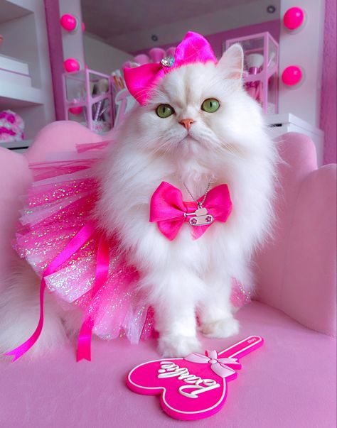 Barbie Cat, Barbie Pics, Gatos Cool, Cute Barbie, Pet Organization, Image Chat, Fancy Cats, Cute Animal Clipart, Cute Cat Wallpaper