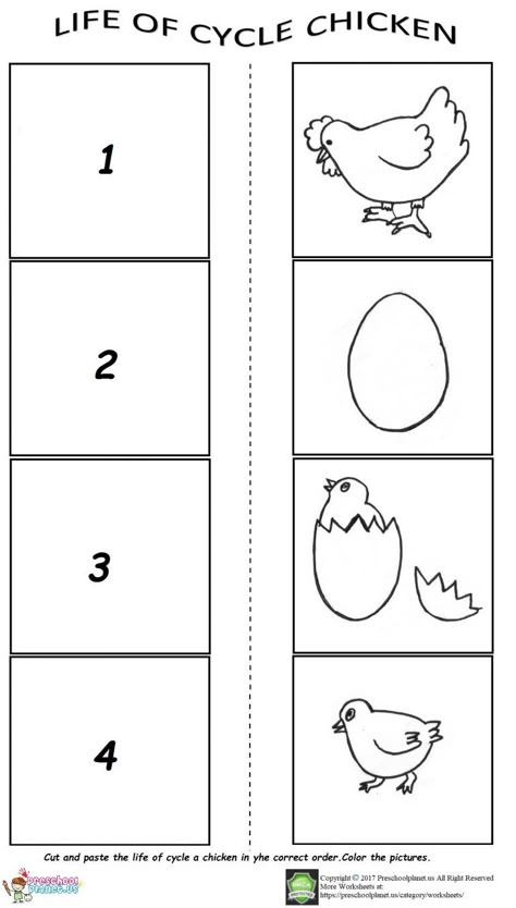 life of cycle worksheet Chicken Life Cycle Activities, Life Cycles Kindergarten, Life Cycle Of A Chicken, Plant Life Cycle Worksheet, Life Cycles Preschool, Cycle For Kids, Chicken Life Cycle, Life Cycle Craft, Animal Life Cycles