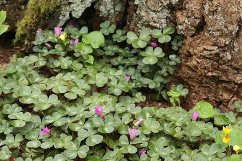 Pacific Horticulture Society | Oxalis oregana ‘Wintergreen’.  Planting in the Shadowlands Small City Garden, Horticulture, Shade Garden, Native Plants, Wellness Design, Wild Flowers, Flowers, Plants