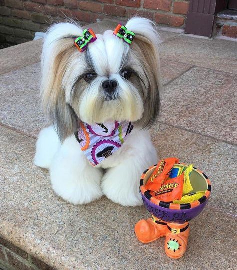 14 Photos of Shih Tzu That Will Melt Your Heart Shitzu Dogs Haircuts, Shih Tzu Hair Styles, Perro Shih Tzu, Puppy Haircut, Chien Shih Tzu, Shih Tzu Haircuts, Shitzu Dogs, Dog Grooming Styles, Shih Tzu Grooming