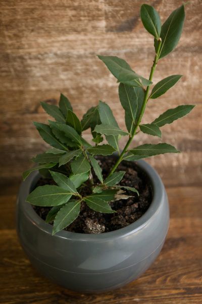 Bay Tree Propagation Methods – Tips For Propagating Bay Trees Bay trees are lovely plants that grow well in containers. They’re the source of the ever popular bay leaves that are so ubiquitous in recipes. But how do you grow more bay trees from the one you already have? This article will help with bay tree propagation. Bay Leaf Plant, Tree Propagation, Propagation Plants, Plant Companions, Propagation Methods, Bay Leaf Tree, Bay Trees, Petunia Flowers, Seed Raising