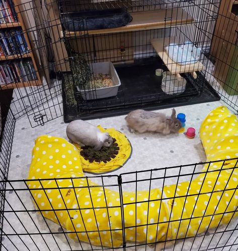 Dog Cage Rabbit House, Rabbits House Indoor, Garage Rabbit Enclosure, Indoor Bunny House Walmart, Dog Kennel Bunny Cage, Rabbit Enclosure Indoor Ideas, Rabbit Cage Setup Ideas, Rabbit Cage Setup Indoor, Rabbit Storage Ideas