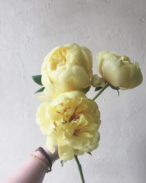 Yellow Wedding Flowers Bouquet, June Wedding Flowers, Pale Yellow Flowers, Yellow Peony, Peonies Centerpiece, Yellow Peonies, Yellow Wedding Flowers, White Bridal Bouquet, June Wedding