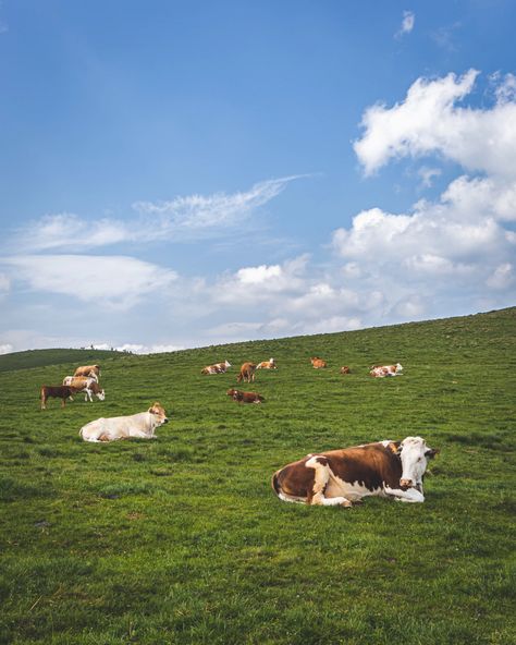 Mammal, cattle, animal and cow | HD photo by Thomas Q (@thomasq) on Unsplash Vibe Board, Tapestry Ideas, Cow Wallpaper, Farm Images, Cow Photos, Farm Pictures, Minimal Photo, Cow Pictures, Moms Crafts