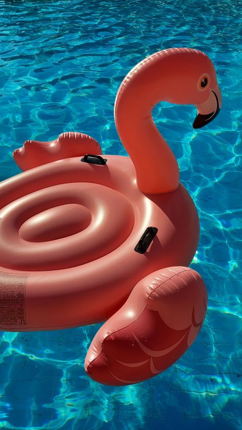 Pink Flamingo In The Pool, Pink Flamingo Pool Float, Flamingo Floatie Aesthetic, Floaties Aesthetic, Floaties For The Pool, Flamingo Floaties, Pink Flamingo Float, Flamingo Inflatable, Lion King Invitation