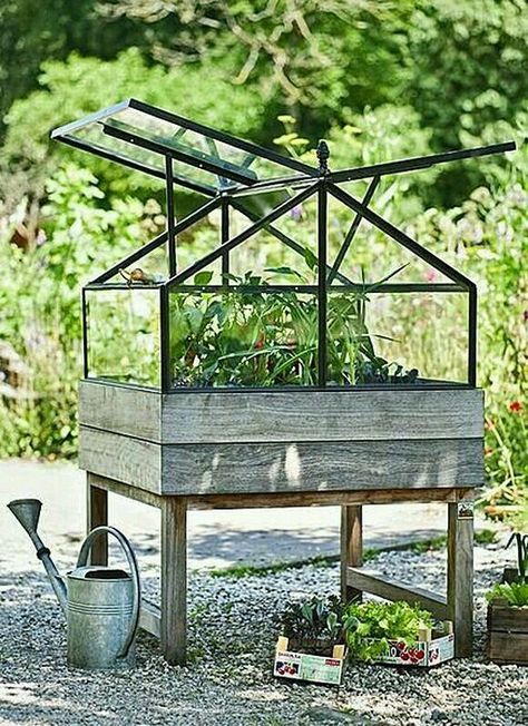 small greenhouse Elevated Garden, Elevated Planter Box, Plants Growing, Small Greenhouse, Mini Greenhouse, Diy Greenhouse, Garden Greenhouse, The Secret Garden, Greenhouse Gardening